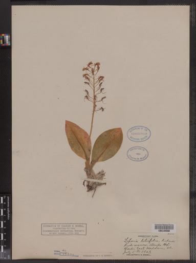 Liparis liliifolia