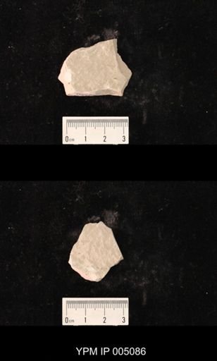 Psocidium kansasense