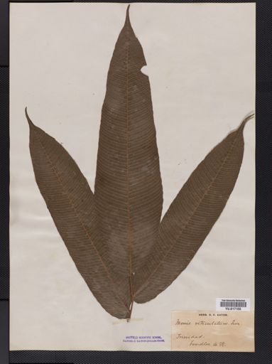 Dryopteris