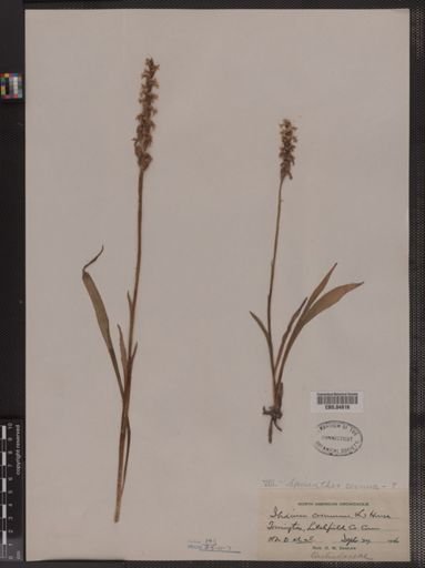 Spiranthes cernua