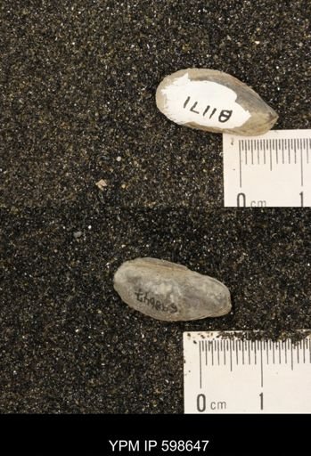 Crenella sp.