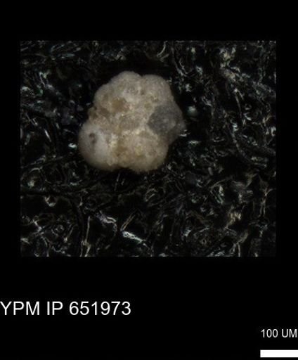 undet. Rugoglobigerinidae