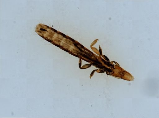 Columbicola columbae