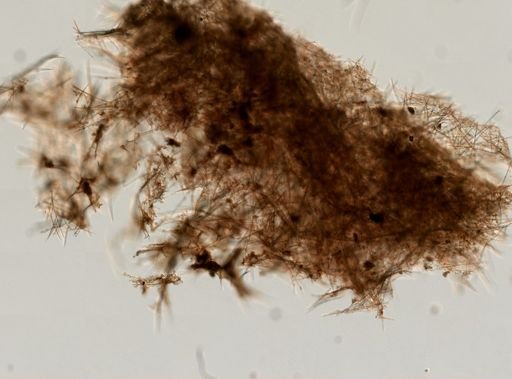 Halichondria (Eumastia) sp.