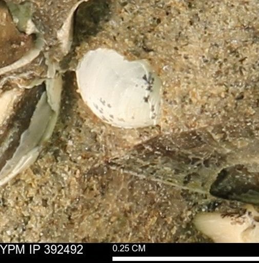 Protocardia subquadrata