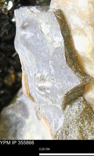 undet. Scaphitidae