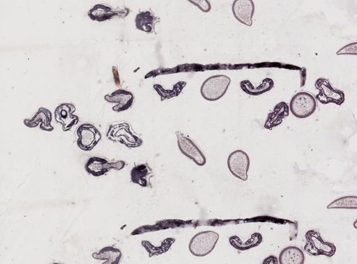 Apis mellifera