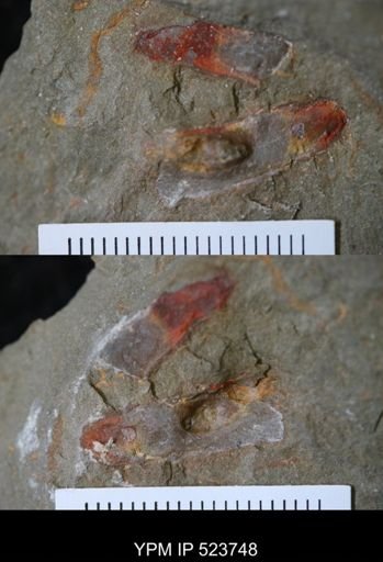 Arthropoda?