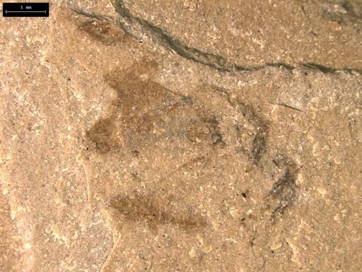 taxon undetermined