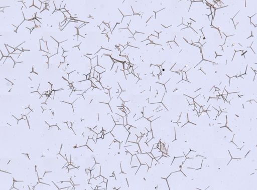 Clathrina coriacea