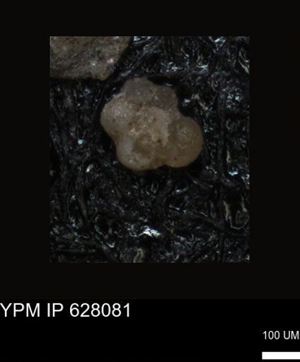 undet. Foraminiferida