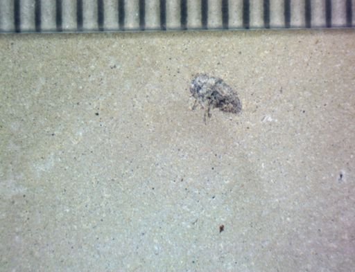 undet. Coleoptera