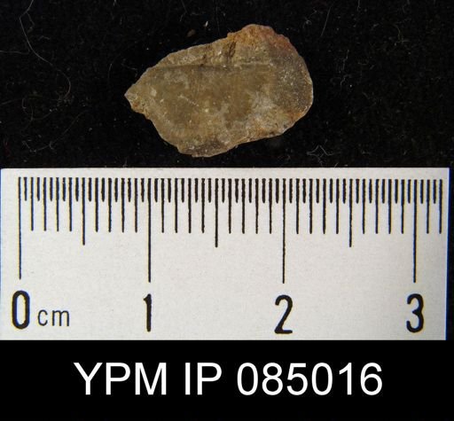 Amphistrophia peroccidens