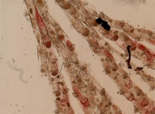 Bugulina flabellata