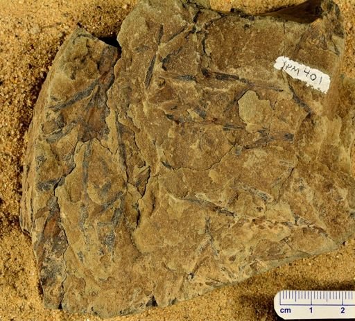 Chaleuria cirrosa