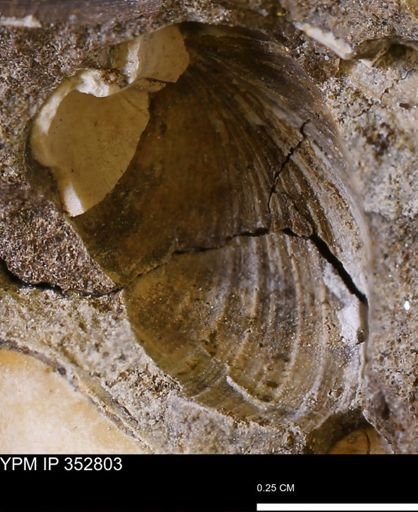 undet. Bivalvia