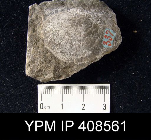Leptostrophia planulata