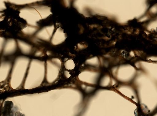 Dysidea fragilis?