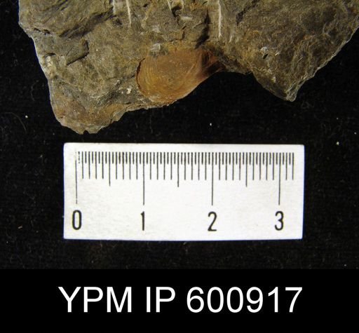 Anoplotheca venusta