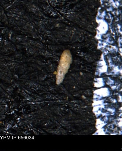 Verneuilinoides kansasensis