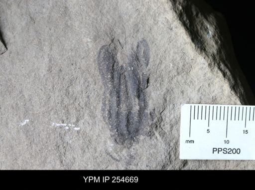 Crinoidea