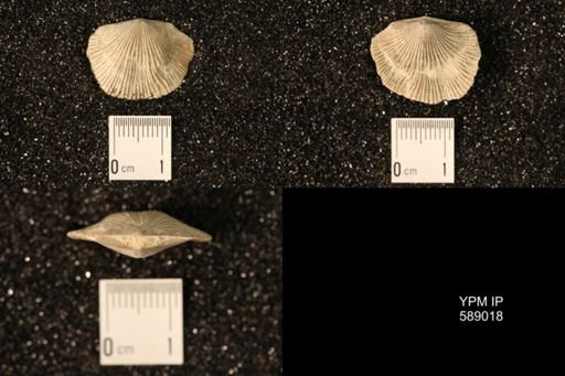Dinorthis subquadrata