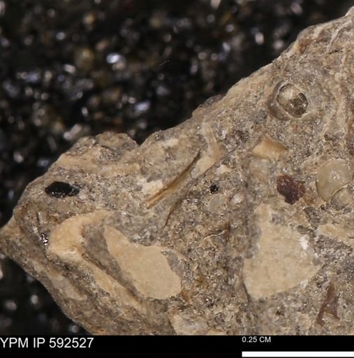 undet. Mollusca