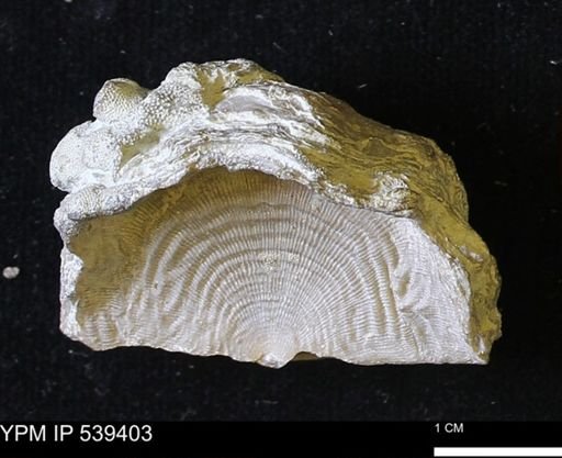 Leptaena rhomboidalis