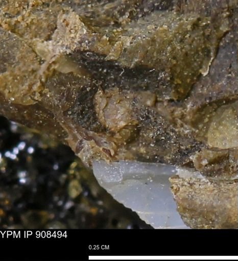 undet. Mollusca