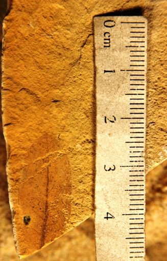 Quercus dayana