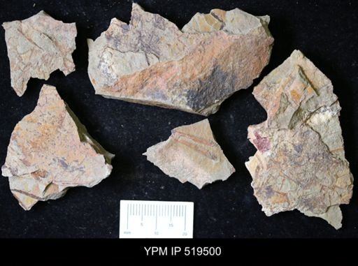 undet. Graptolithina