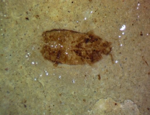 undet. Hemiptera