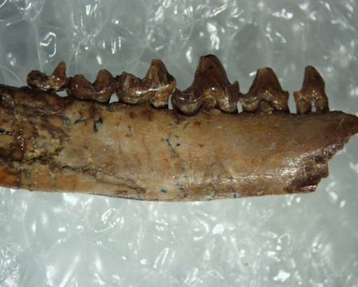 Adapisoricidae