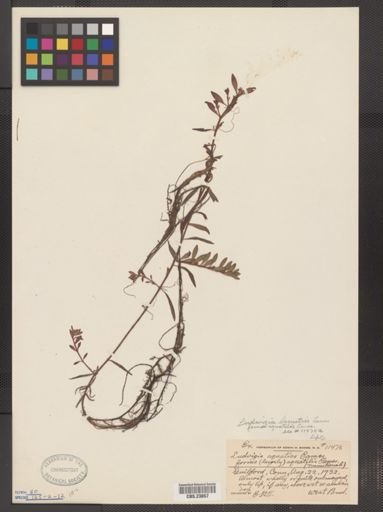 Ludwigia lacustris f. aquatilis