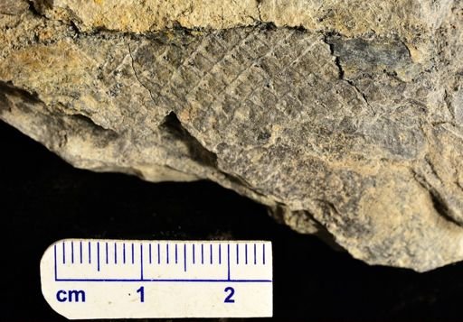 Lepidodendron sp.