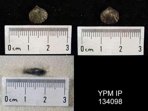 Tropidoleptus?