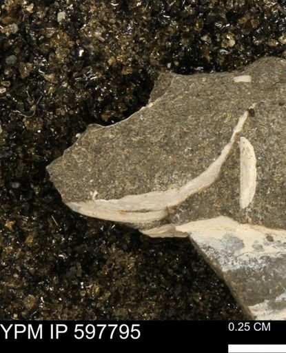 Limopsis striatopunctatus