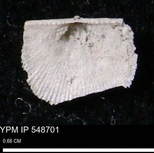 Stropheodonta perplana