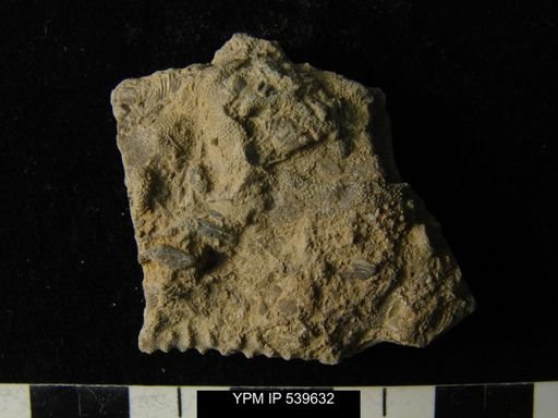 Parvohallopora ramosa