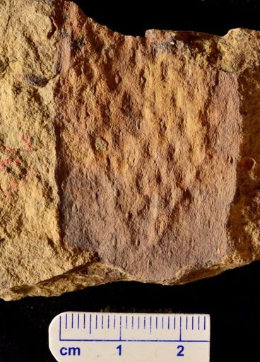 Lepidodendron