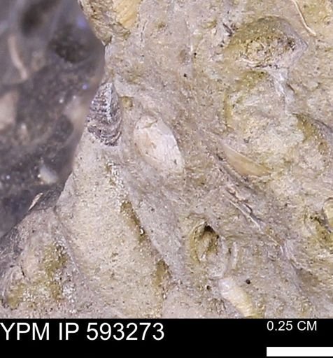 undet. Bivalvia