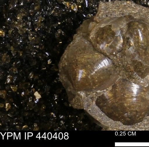 Protocardia subquadrata