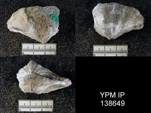 Spirifer (Neospirifer) musakheylensis
