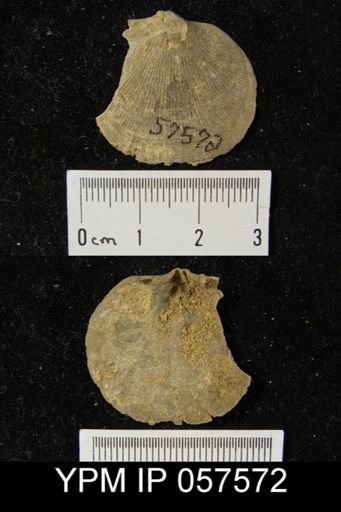 Rhipidomella sp.