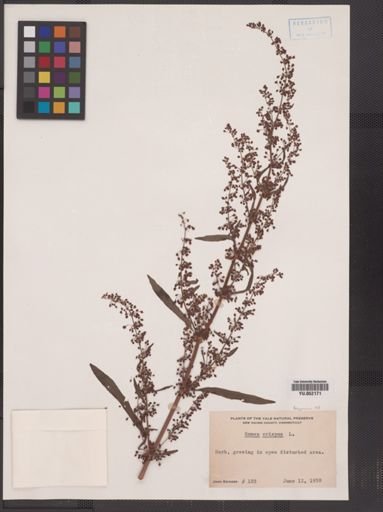 Rumex crispus