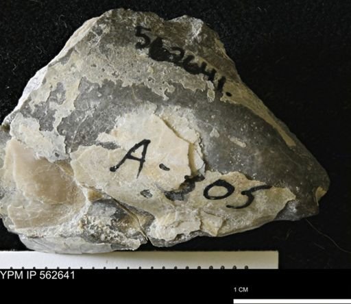 Phelopteria linguaeformis