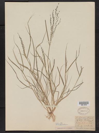 Eragrostis pilosa