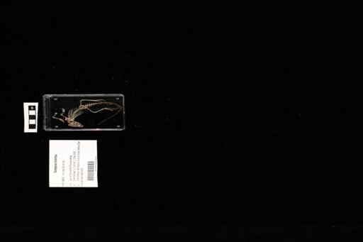 Sceloporus tristichus