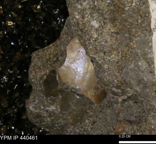 undet. Bivalvia