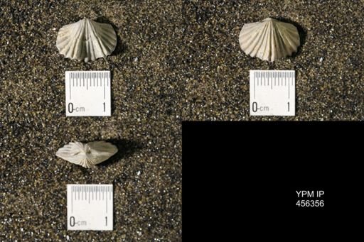 Platystrophia biforata